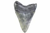 Fossil Megalodon Tooth - South Carolina #371869-1